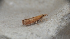 Neodactria luteolellus