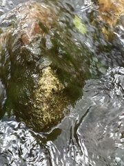 Zannichellia palustris