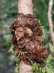 Agrobacterium radiobacter