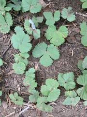 Rubus lasiococcus