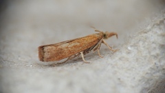 Neodactria luteolellus