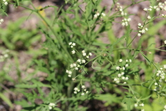 Parthenium hysterophorus