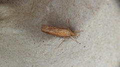 Neodactria luteolellus
