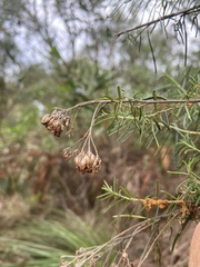 Ozothamnus diosmifolius