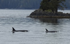 Orcinus orca