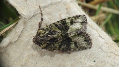 Lacinipolia olivacea