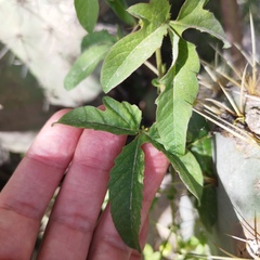 Passiflora bryonioides