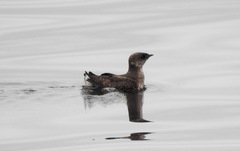 Brachyramphus marmoratus