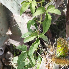 Passiflora bryonioides