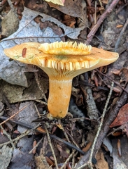 Lactarius deterrimus