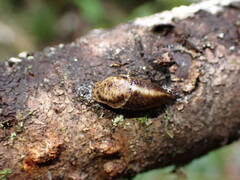 Prophysaon andersonii