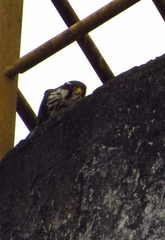Falco femoralis
