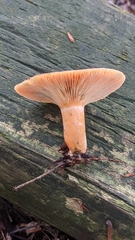 Lactarius deterrimus