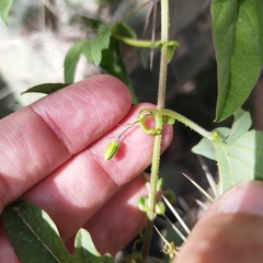 Passiflora bryonioides