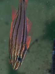 Ostorhinchus limenus