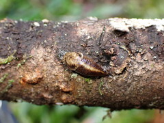 Prophysaon andersonii