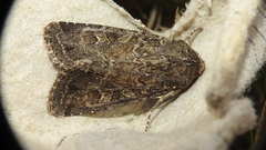 Apamea devastator