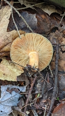 Lactarius deterrimus