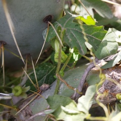 Passiflora bryonioides