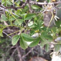 Passiflora bryonioides