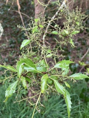 Plagianthus regius
