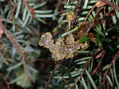 Pseudocyphellaria