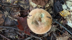 Lactarius deterrimus