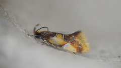 Epicallima argenticinctella