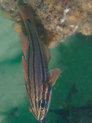 Ostorhinchus limenus