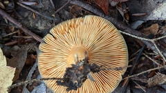 Lactarius deterrimus
