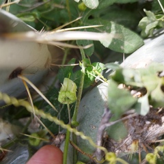 Passiflora bryonioides