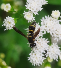 Euodynerus foraminatus