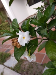 Gentianales