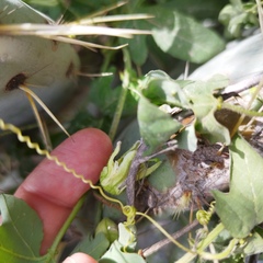 Passiflora bryonioides