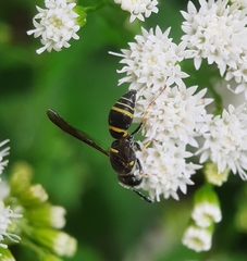 Euodynerus foraminatus
