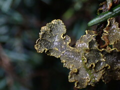 Pseudocyphellaria