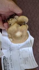 Lyophyllum decastes