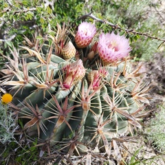 Ferocactus latispinus