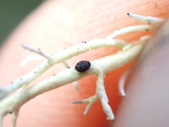 Opegrapha sphaerophoricola