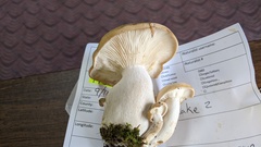 Lyophyllum decastes
