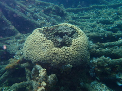 Lobophyllia