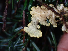 Pseudocyphellaria