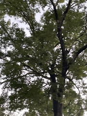 Liquidambar styraciflua