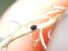 Opegrapha sphaerophoricola