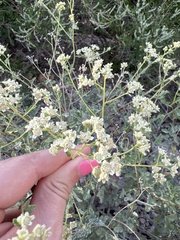 Parthenium confertum