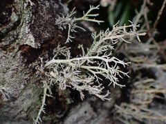 Sphaerophorus tuckermanii