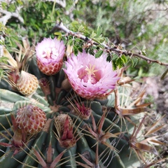 Ferocactus latispinus