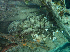 Porites rus