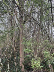 Plagianthus regius