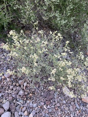Parthenium confertum
